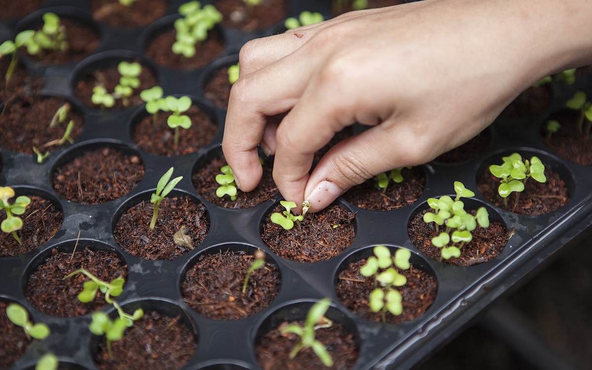 Leaf tissue where nitrate reduction occurs