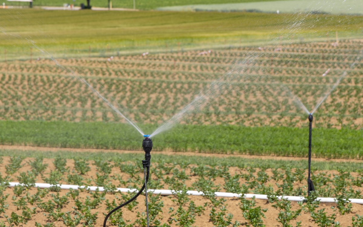 Agricultural field showing healthy crop growth